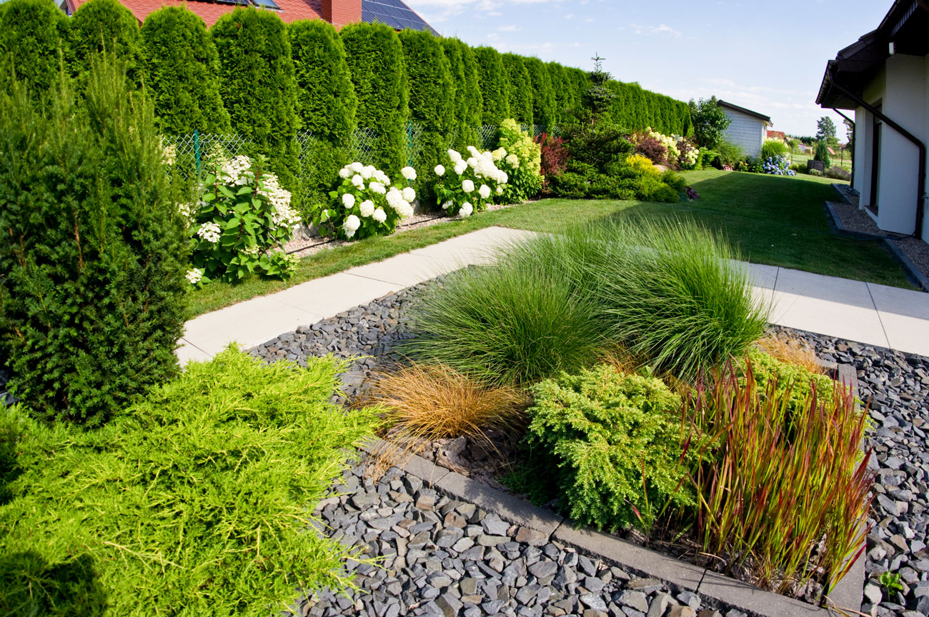 Landscaped yard with an arborvitae hedge, white hydrangeas, ornamental grasses, and a stone-edged bed